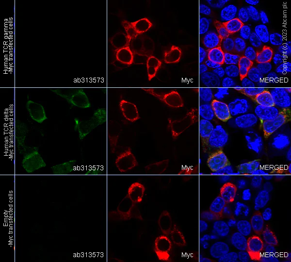 Immunocytochemistry/ Immunofluorescence - Anti-TCR delta antibody [EPR27043-16] - BSA and Azide free (AB313574)