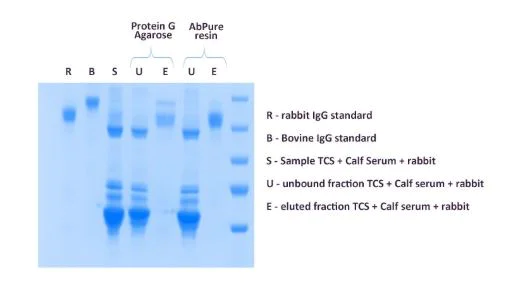 Affinity Purification - TCS Antibody Purification Kit (Gold/Europium labelling) (AB270554)