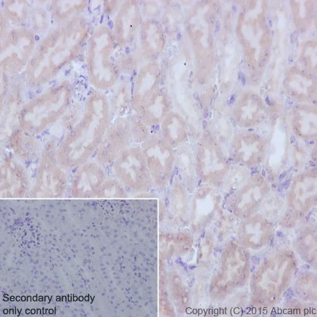 Immunohistochemistry (Formalin/PFA-fixed paraffin-embedded sections) - Anti-TCTEX-1 antibody [EPR17294] - BSA and Azide free (AB251377)