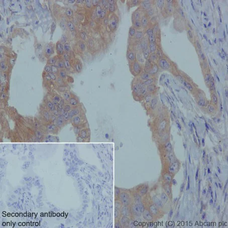 Immunohistochemistry (Formalin/PFA-fixed paraffin-embedded sections) - Anti-TCTEX-1 antibody [EPR17294] - BSA and Azide free (AB251377)