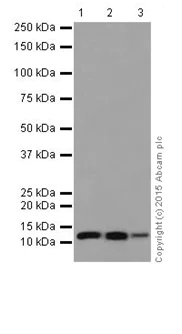 Western blot - Anti-TCTEX-1 antibody [EPR17294] - BSA and Azide free (AB251377)
