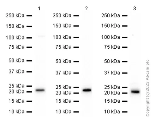Western blot - Anti-TCTP/TPT1 antibody [EPR5541] - BSA and Azide free (AB326110)