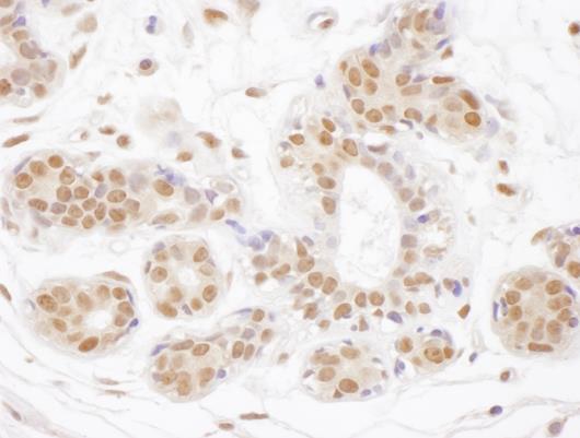 Immunohistochemistry (Formalin/PFA-fixed paraffin-embedded sections) - Anti-TDG antibody (AB245620)