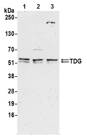 Western blot - Anti-TDG antibody (AB245620)
