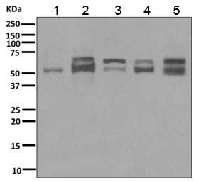 Western blot - Anti-TDG antibody [EPR8774] - BSA and Azide free (AB249089), expandable thumbnail