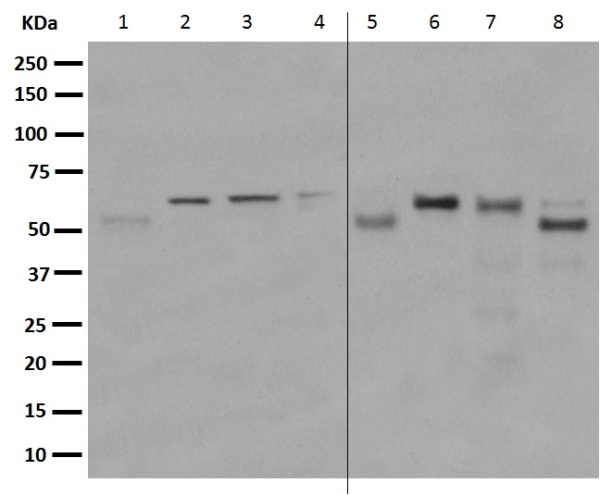 Western blot - Anti-TDG antibody [EPR8774] - BSA and Azide free (AB249089), expandable thumbnail