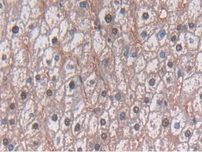 Immunohistochemistry (Formalin/PFA-fixed paraffin-embedded sections) - Anti-TDH antibody (AB233402)