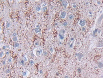 Immunohistochemistry (Formalin/PFA-fixed paraffin-embedded sections) - Anti-TDH antibody (AB233402)