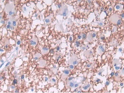 Immunohistochemistry (Formalin/PFA-fixed paraffin-embedded sections) - Anti-TDH antibody (AB233402)