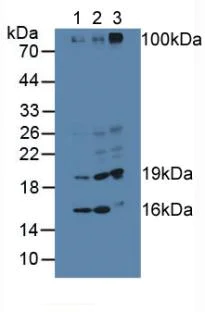 Western blot - Anti-TDH antibody (AB233402)