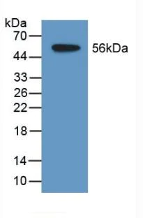 Western blot - Anti-TDH antibody (AB233402)