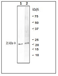Western blot - Anti-tdh1 antibody [VP01] (AB243101)