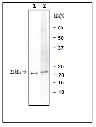 Western blot - Anti-tdh1 antibody [VP01] (AB243101)