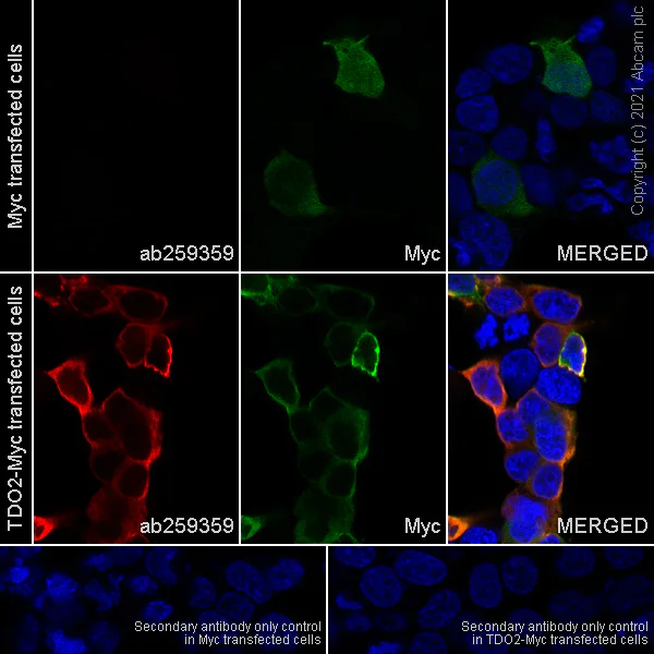 Immunocytochemistry/ Immunofluorescence - Anti-TDO2/TDO antibody [EPR23745-311] - BSA and Azide free (AB281571)