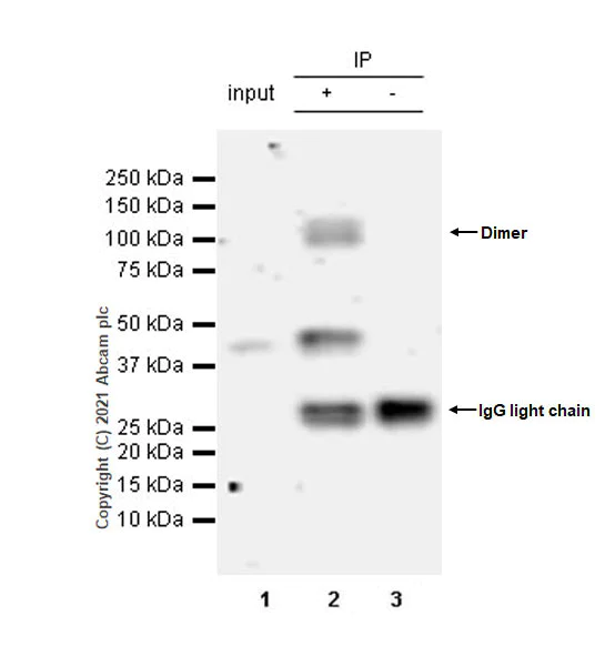 Immunoprecipitation - Anti-TDO2/TDO antibody [EPR23745-311] - BSA and Azide free (AB281571)