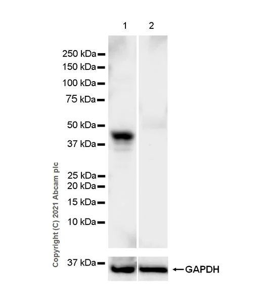 Western blot - Anti-TDO2/TDO antibody [EPR23745-311] - BSA and Azide free (AB281571)