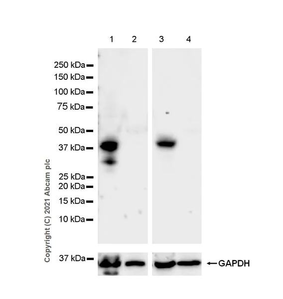 Western blot - Anti-TDO2/TDO antibody [EPR23745-311] - BSA and Azide free (AB281571)