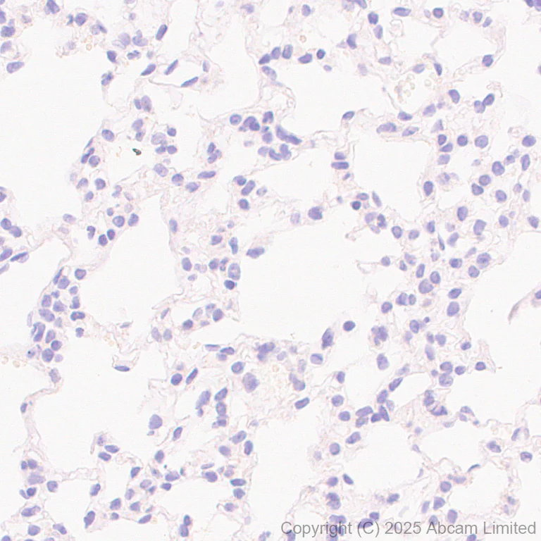 Immunohistochemistry (Formalin/PFA-fixed paraffin-embedded sections) - Anti-TDO2/TDO antibody [EPR29352-720] (AB325323)