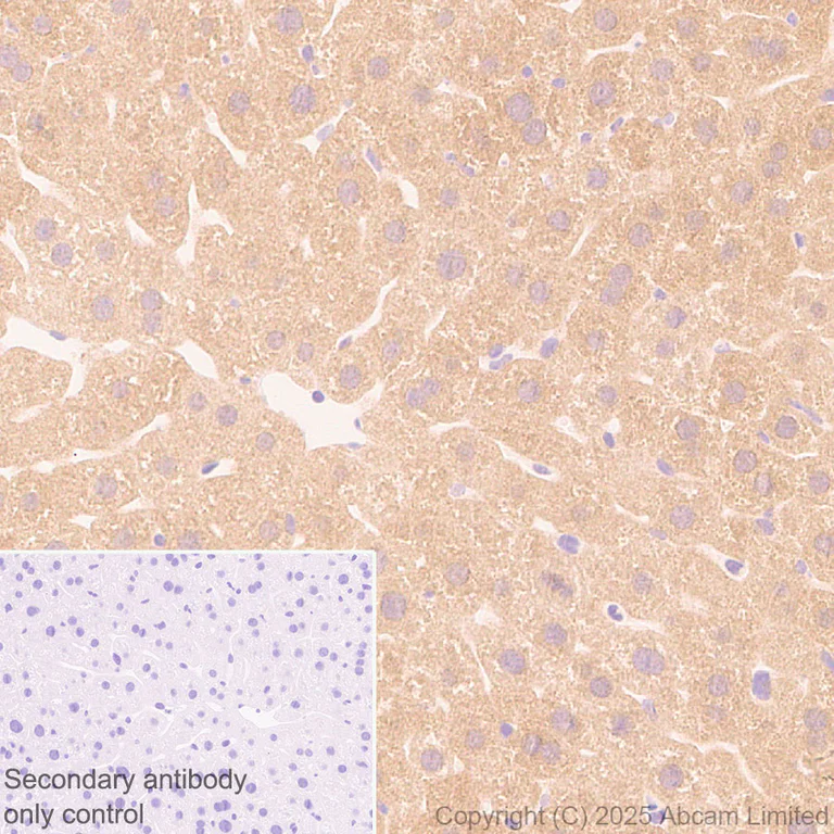 Immunohistochemistry (Formalin/PFA-fixed paraffin-embedded sections) - Anti-TDO2/TDO antibody [EPR29352-720] - BSA and Azide free (AB325328)