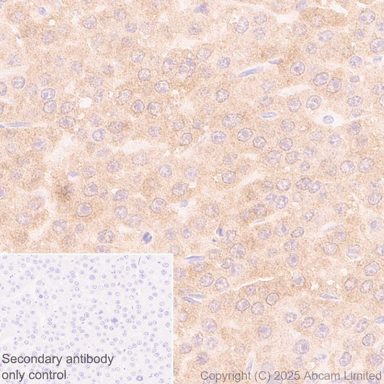 Immunohistochemistry (Formalin/PFA-fixed paraffin-embedded sections) - Anti-TDO2/TDO antibody [EPR29352-720] - BSA and Azide free (AB325328)