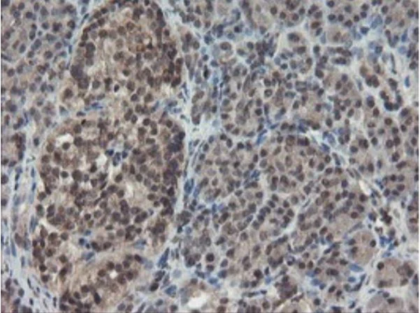 Immunohistochemistry (Formalin/PFA-fixed paraffin-embedded sections) - Anti-TDO2/TDO antibody [OTI2A4] - BSA and Azide free (AB273654)