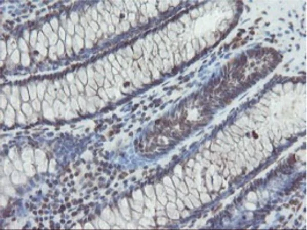 Immunohistochemistry (Formalin/PFA-fixed paraffin-embedded sections) - Anti-TDO2/TDO antibody [OTI2A4] - BSA and Azide free (AB273654)