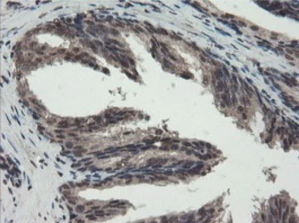 Immunohistochemistry (Formalin/PFA-fixed paraffin-embedded sections) - Anti-TDO2/TDO antibody [OTI2A4] - BSA and Azide free (AB273654)