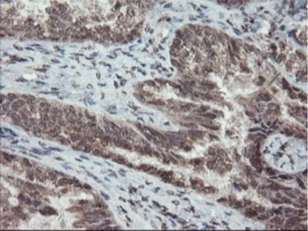 Immunohistochemistry (Formalin/PFA-fixed paraffin-embedded sections) - Anti-TDO2/TDO antibody [OTI2A4] - BSA and Azide free (AB273654)