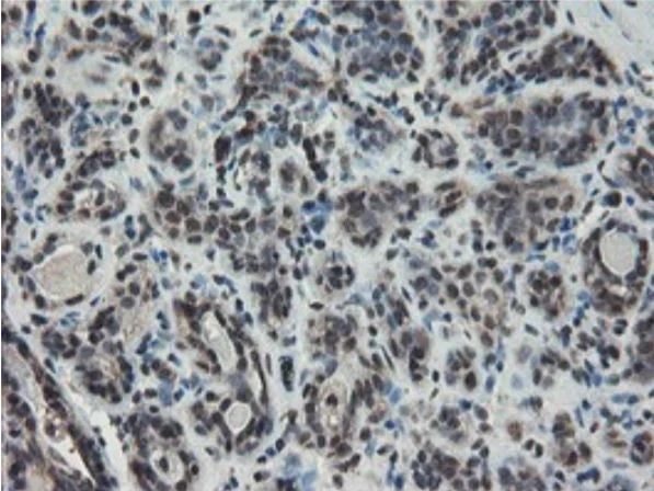 Immunohistochemistry (Formalin/PFA-fixed paraffin-embedded sections) - Anti-TDO2/TDO antibody [OTI2A4] - BSA and Azide free (AB273654)