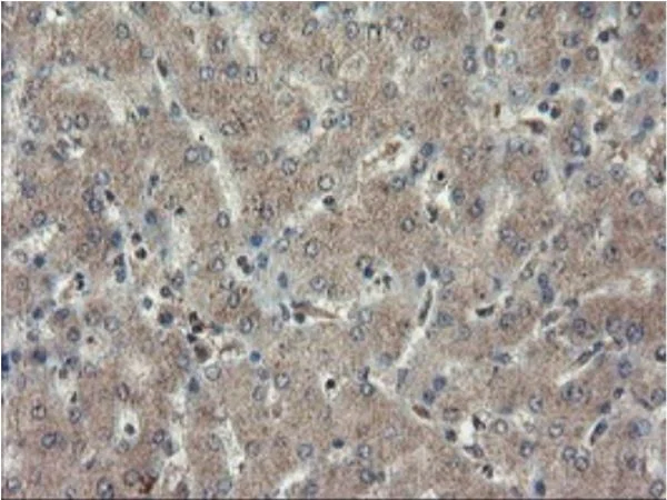 Immunohistochemistry (Formalin/PFA-fixed paraffin-embedded sections) - Anti-TDO2/TDO antibody [OTI2A4] - BSA and Azide free (AB273654)