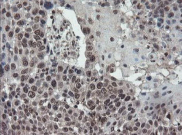 Immunohistochemistry (Formalin/PFA-fixed paraffin-embedded sections) - Anti-TDO2/TDO antibody [OTI2A4] - BSA and Azide free (AB273654)