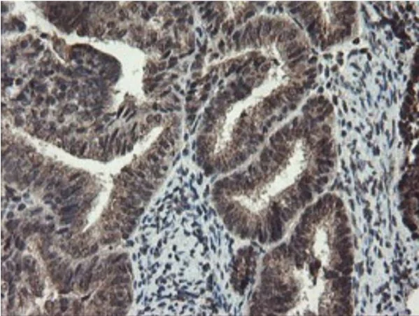 Immunohistochemistry (Formalin/PFA-fixed paraffin-embedded sections) - Anti-TDO2/TDO antibody [OTI2A4] - BSA and Azide free (AB273654)