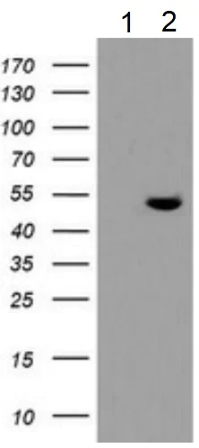 Western blot - Anti-TDO2/TDO antibody [OTI2A4] - BSA and Azide free (AB273654)