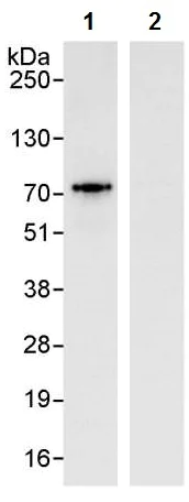 Immunoprecipitation - Anti-TDP1 antibody (AB224822)