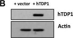 Western blot - Anti-TDP1 antibody (AB4166)