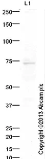 Western blot - Anti-TDP1 antibody (AB4166)