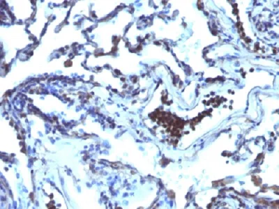 Immunohistochemistry (Formalin/PFA-fixed paraffin-embedded sections) - Anti-TDP2 antibody [TDP2/1258] (AB218476)