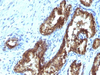 Immunohistochemistry (Formalin/PFA-fixed paraffin-embedded sections) - Anti-TDP2 antibody [TDP2/1258] (AB218476)