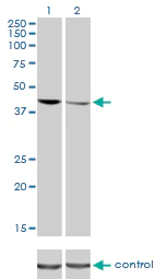 Western blot - Anti-TDP43 antibody [2E2-D3] (AB57105)