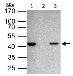 Immunoprecipitation - Anti-TDP43 antibody (AB154047)
