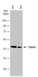 Western blot - Anti-TDP43 antibody (AB154047)