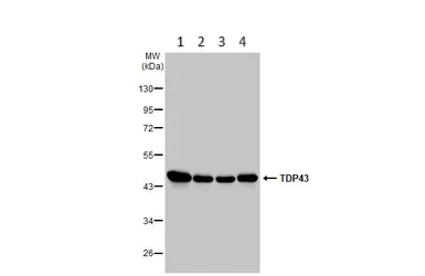 Western blot - Anti-TDP43 antibody (AB154047)