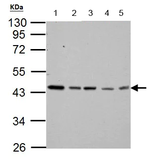 Western blot - Anti-TDP43 antibody (AB154047)