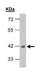 Western blot - Anti-TDP43 antibody (AB183752)
