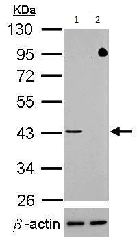 Western blot - Anti-TDP43 antibody (AB183752)