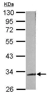 Western blot - Anti-TDP43 antibody (AB183752)