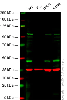 Western blot - Anti-TDP43 antibody (AB41881)