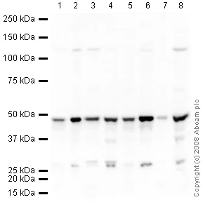 Western blot - Anti-TDP43 antibody (AB41881)