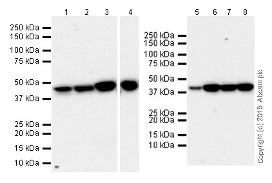 Western blot - Anti-TDP43 antibody [DB9] (AB254166), expandable thumbnail