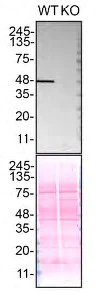 Western blot - Anti-TDP43 antibody [DB9] - BSA and Azide free (AB255922)